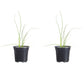 Chives Garlic Geisha Plantlings Plus Live Baby Plants 4in. Pot, 2-Pack
