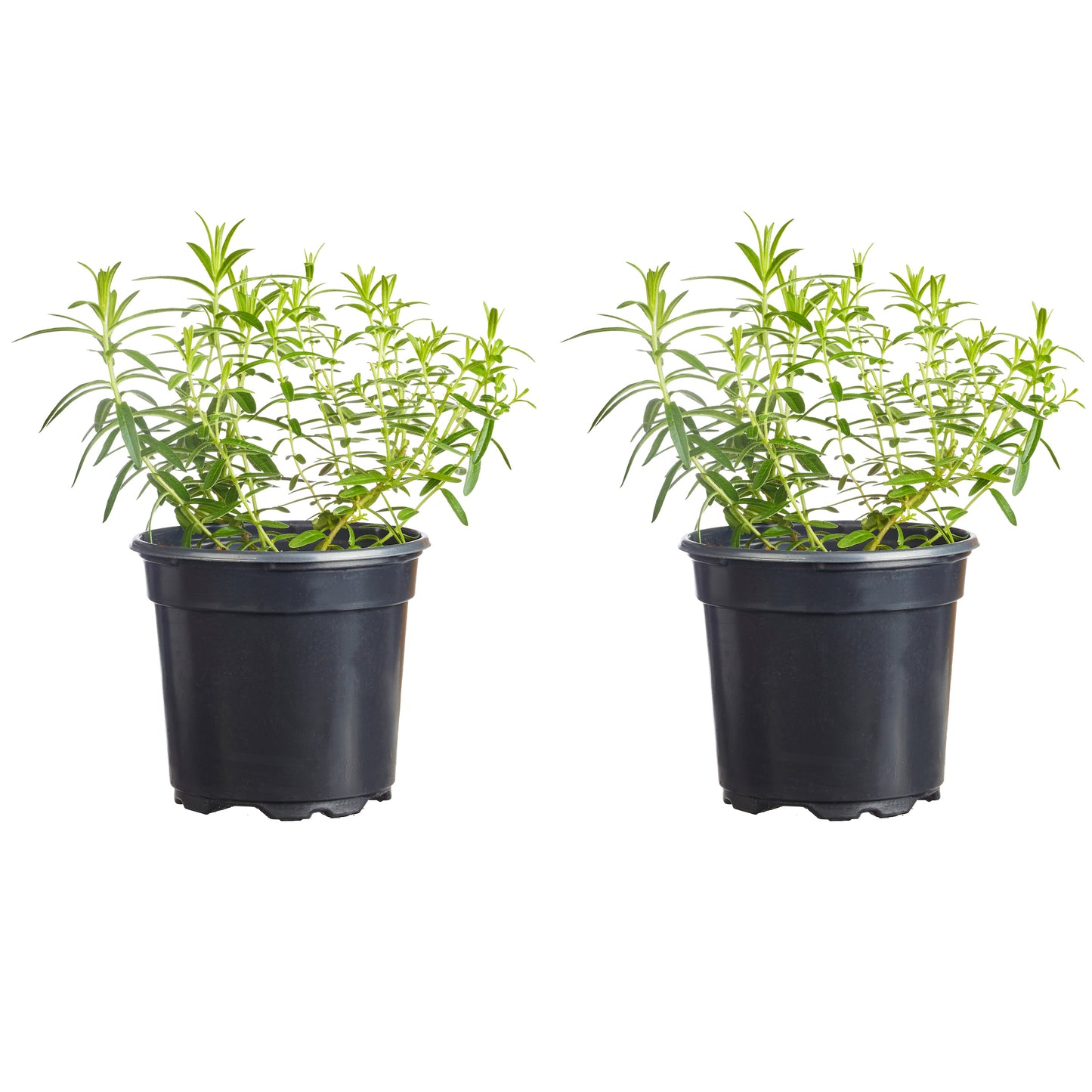 Butterfly Weed Asclepias Tuberosa Mix Plantlings Plus Live Baby Plants 4in. Pot, 2-Pack