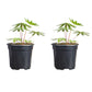 Lupine Mixed Colors Plantlings Plus Live Baby Plants 4in. Pot, 2-Pack