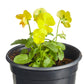 Viola Johnny Jump Up Sorbet Mix Plantlings Plus Live Baby Plants 4in. Pot, 2-Pack