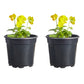 Viola Johnny Jump Up Sorbet Mix Plantlings Plus Live Baby Plants 4in. Pot, 2-Pack