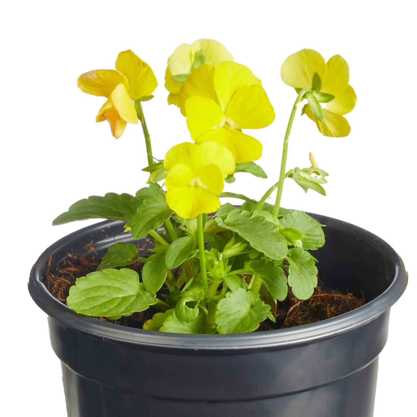Viola Sorbet Harvest Mix Plantlings Plus Live Baby Plants 4in. Pot, 2-Pack
