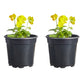 Viola Sorbet Harvest Mix Plantlings Plus Live Baby Plants 4in. Pot, 2-Pack