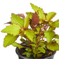 Coleus Flame Thrower Spiced Curry Plantlings Live Baby Plants 4in. Pot, 2-Pack