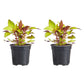Coleus Flame Thrower Spiced Curry Plantlings Live Baby Plants 4in. Pot, 2-Pack