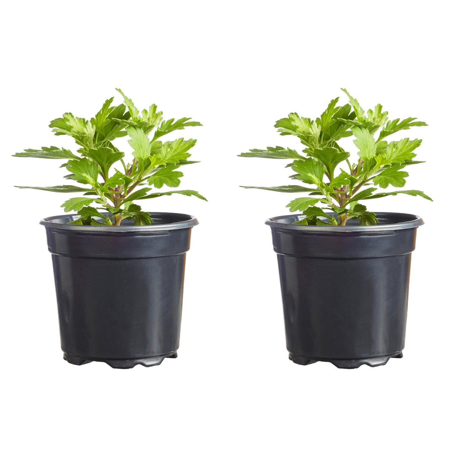 Mums Golden Cheryl Plantlings Plus Live Baby Plants 4in. Pot, 2-Pack
