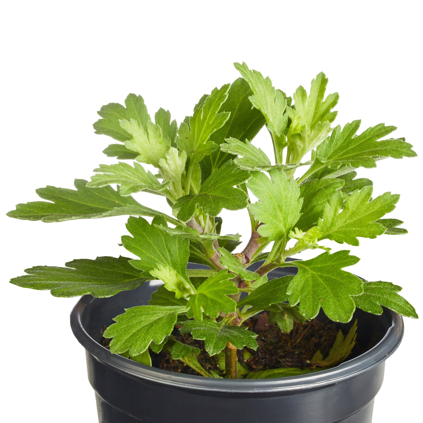 Mums Regal Cheryl Plantlings Plus Live Baby Plants 4in. Pot, 2-Pack