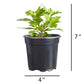 Mums Spicy Cheryl Plantlings Plus Live Baby Plants 4in. Pot, 2-Pack