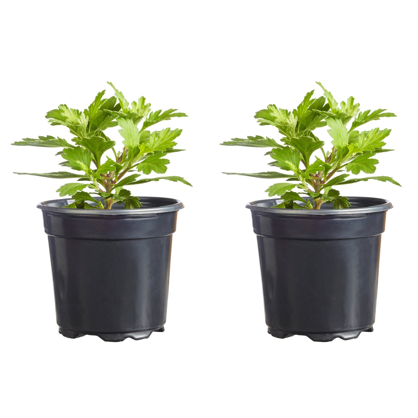 Mums Spicy Cheryl Plantlings Plus Live Baby Plants 4in. Pot, 2-Pack