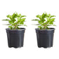 Mums Bonnie Red Plantlings Plus Live Baby Plants 4in. Pot, 2-Pack
