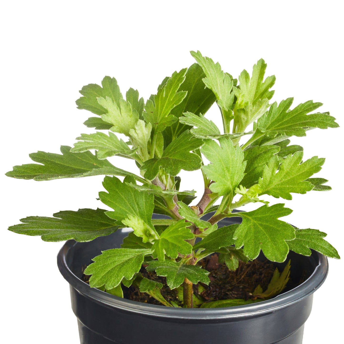 Mums Grapeberry Neon Purple Plantlings Plus Live Baby Plants 4in. Pot, 2-Pack
