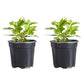 Mums Grapeberry Neon Purple Plantlings Plus Live Baby Plants 4in. Pot, 2-Pack