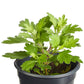 Mums Milkshake Kiwi Bronze Plantlings Plus Live Baby Plants 4in. Pot, 2-Pack