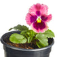 Pansy Delta Classic Apple Cider Mix Plantlings Plus Live Baby Plants 4in. Pot, 2-Pack