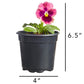 Pansy Delta Classic Apple Cider Mix Plantlings Plus Live Baby Plants 4in. Pot, 2-Pack
