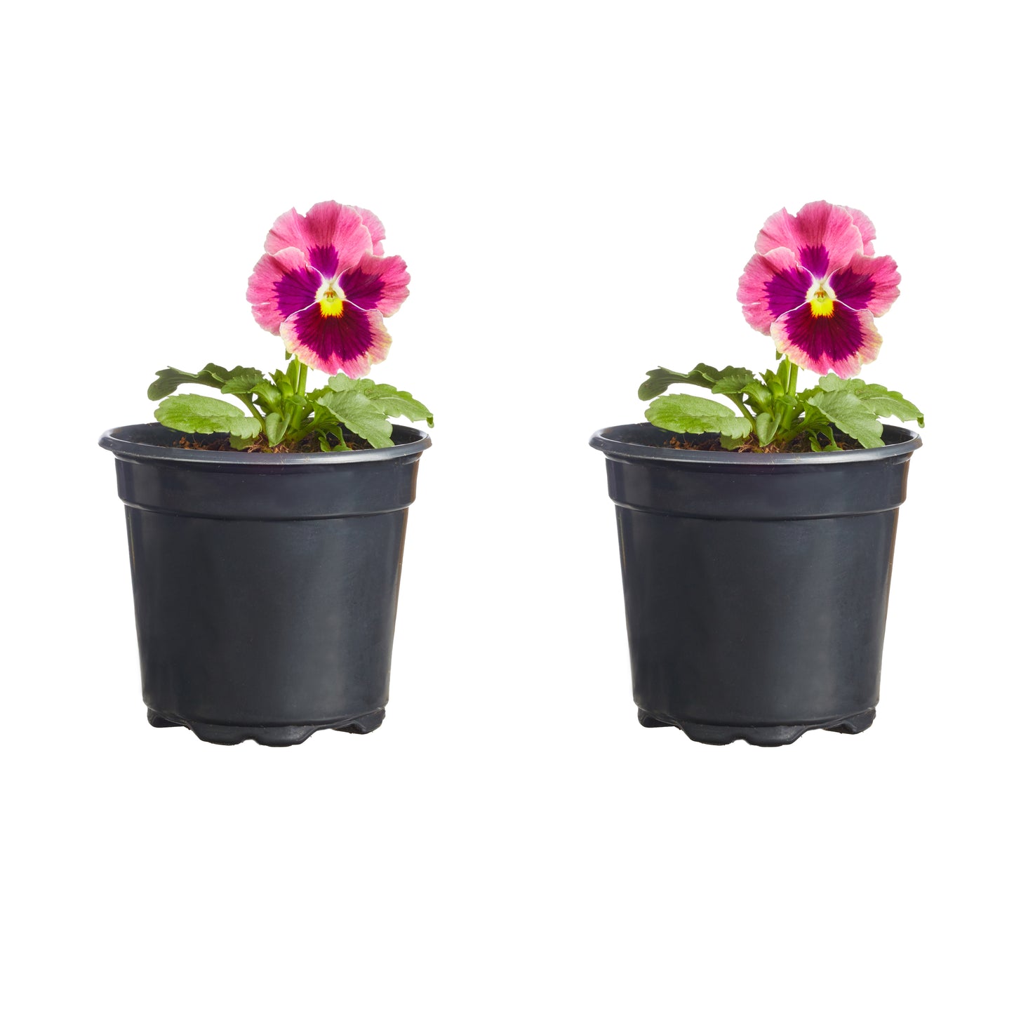 Pansy Delta Classic Apple Cider Mix Plantlings Plus Live Baby Plants 4in. Pot, 2-Pack
