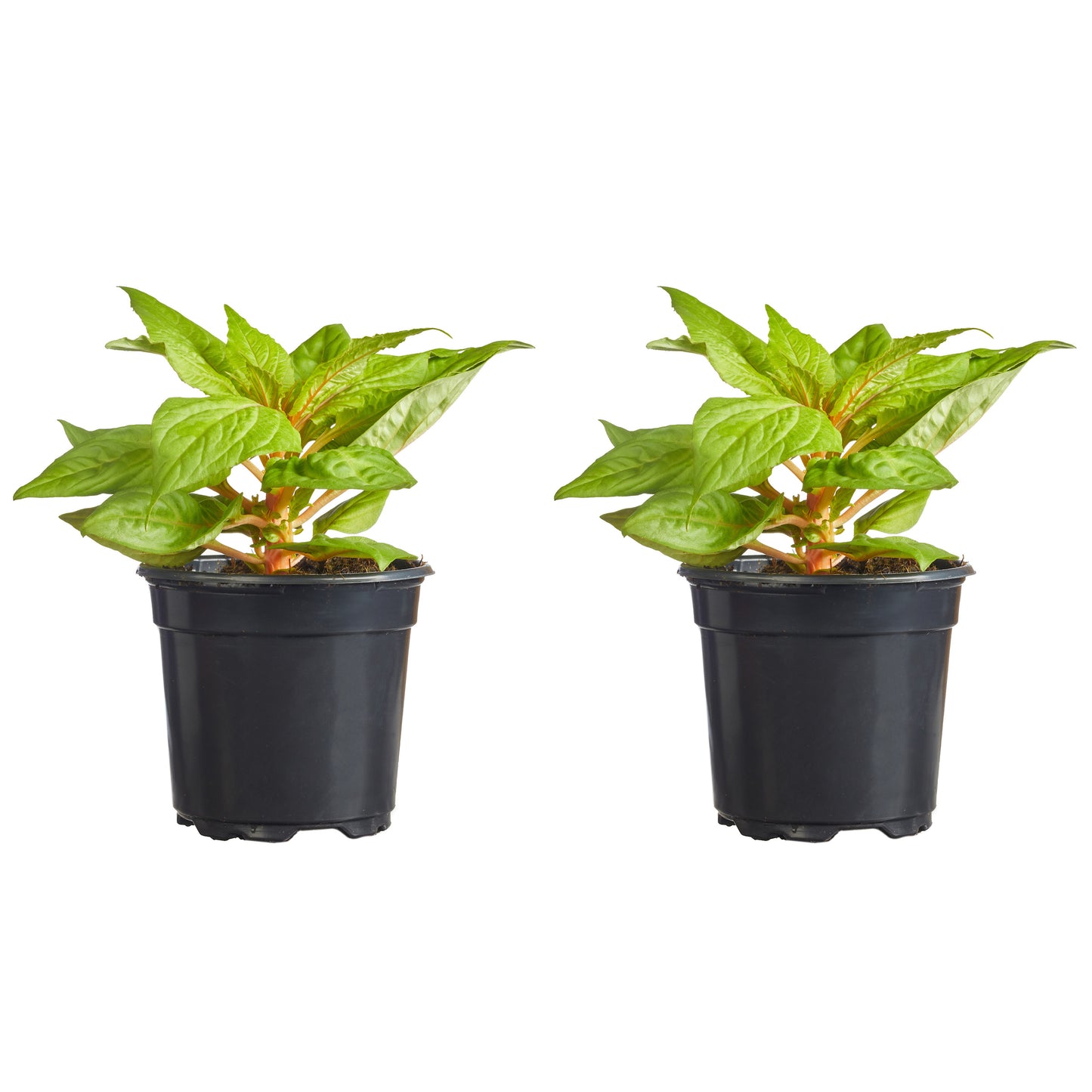 Celosia Fresh Look Red Plantlings Plus Live Baby Plants 4in. Pot, 2-Pack