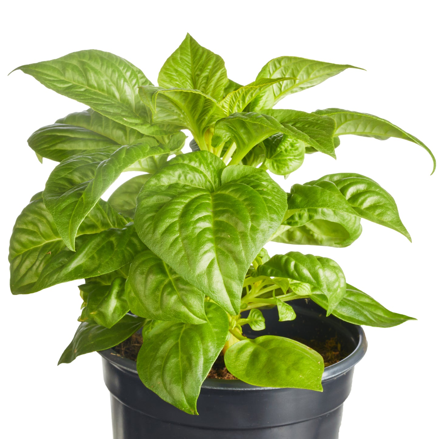 Celosia Fresh Look Yellow Plantlings Plus Live Baby Plants 4in. Pot, 2-Pack