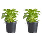 Celosia Fresh Look Yellow Plantlings Plus Live Baby Plants 4in. Pot, 2-Pack