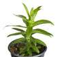 Aster Purple Dome Plantlings Plus Live Baby Plants 4in. Pot, 2-Pack