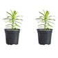 Aster Purple Dome Plantlings Plus Live Baby Plants 4in. Pot, 2-Pack