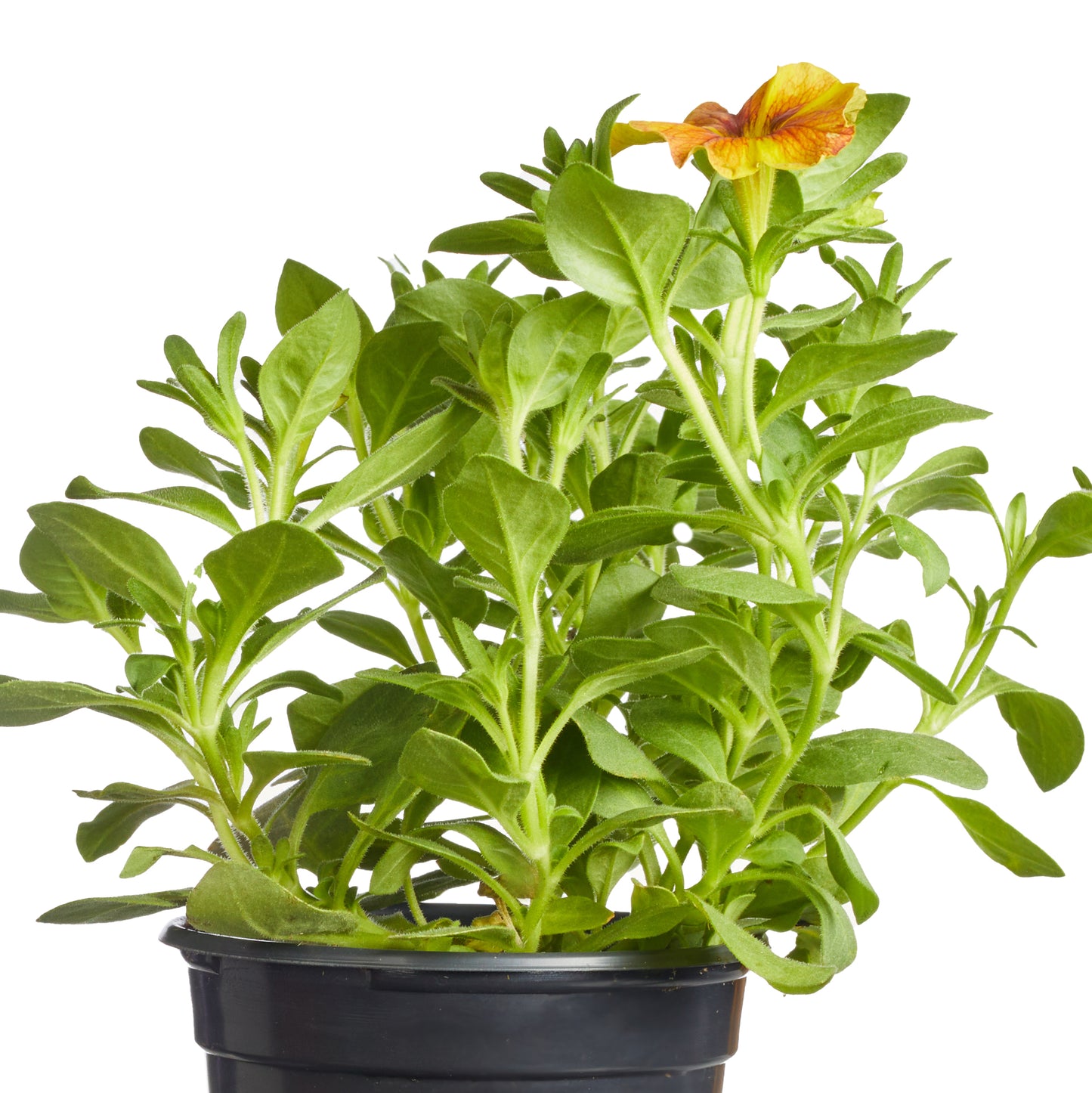 Petchoa SuperCal® Premium Caramel Yellow Plantlings Plus Live Baby Plants 4in. Pot, 2-Pack