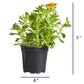 Petchoa SuperCal® Premium Caramel Yellow Plantlings Plus Live Baby Plants 4in. Pot, 2-Pack