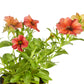 Petchoa SuperCal® Premium Cinnamon Plantlings Plus Live Baby Plants 4in. Pot, 2-Pack