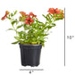 Petchoa SuperCal® Premium Cinnamon Plantlings Plus Live Baby Plants 4in. Pot, 2-Pack