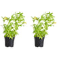 Petchoa SuperCal® Premium French Vanilla Plantlings Plus Live Baby Plants 4in. Pot, 2-Pack