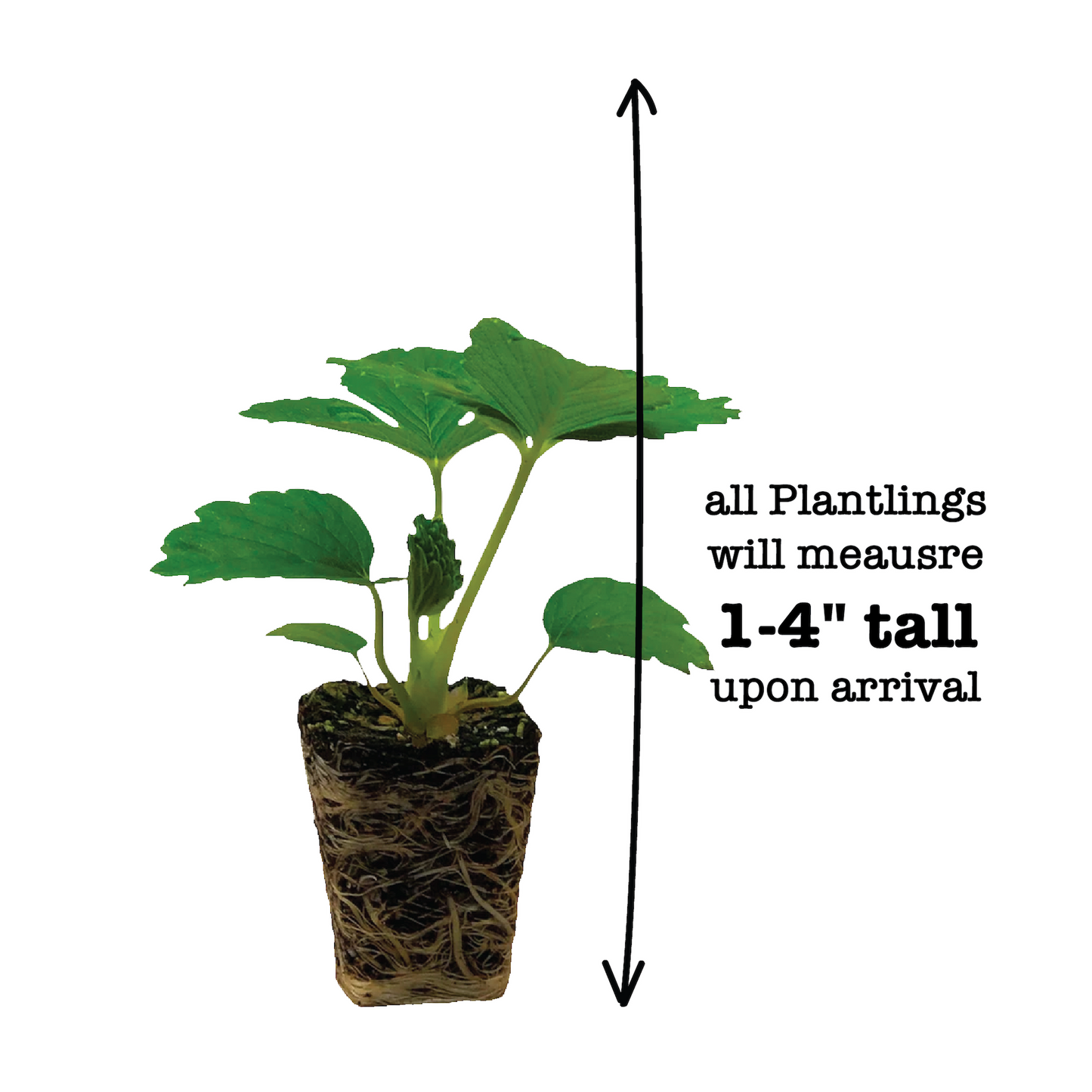 Strawberry Delizz Plantlings Live Baby Plants 1-3in., 3-Pack