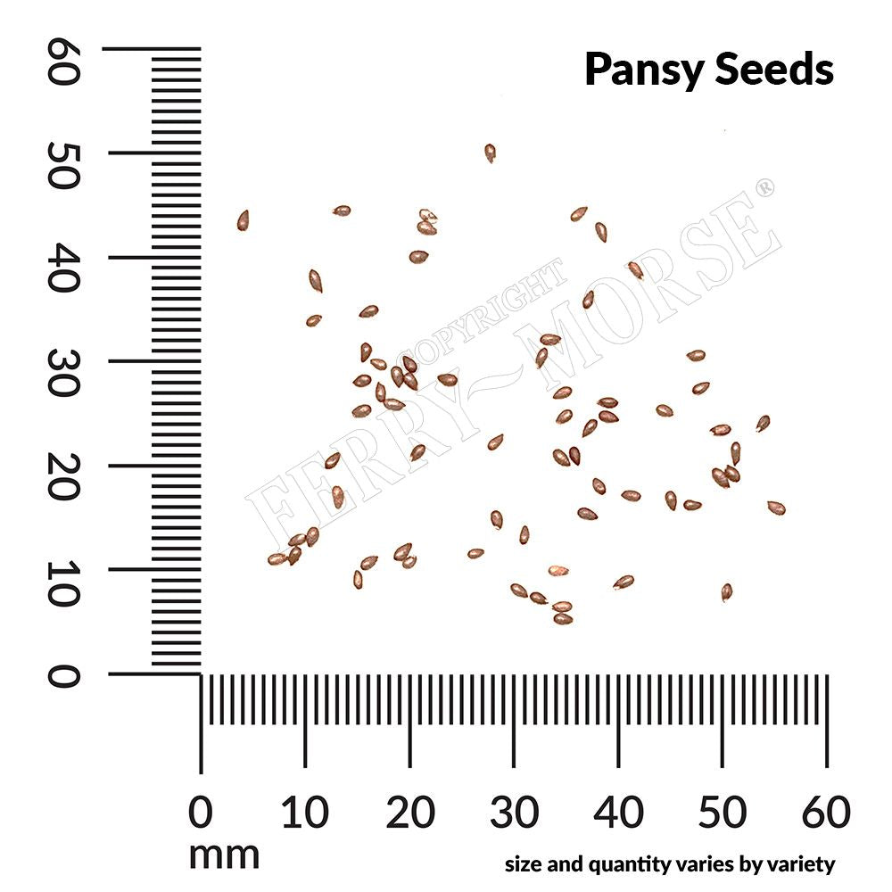 Pansy, Swiss Giants Mixed Colors Seeds