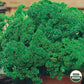 Parsley, Extra Triple Curled Organic Seeds Online Edition