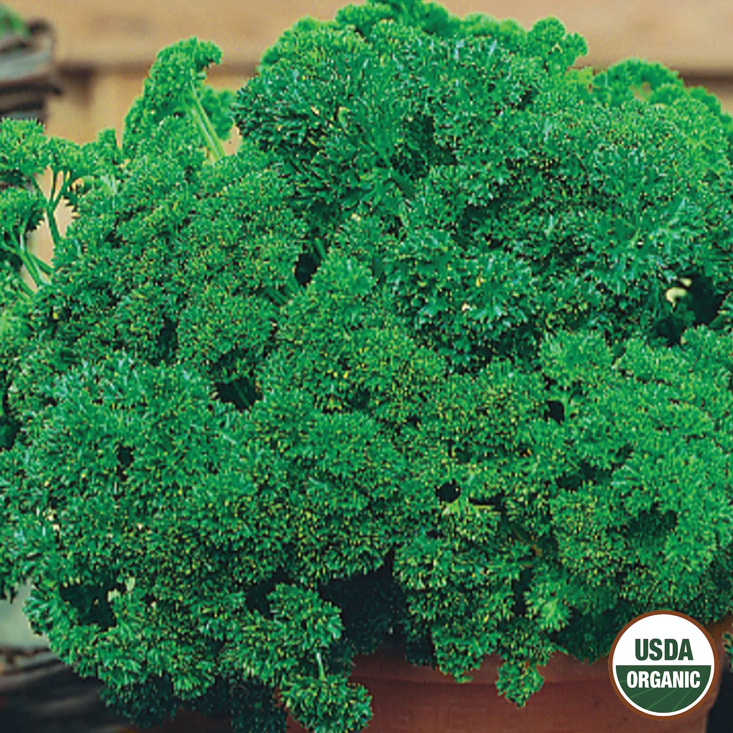Parsley, Extra Triple Curled Organic Seeds Online Edition