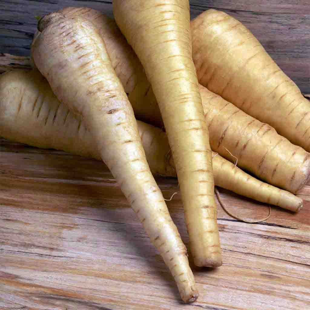 All American Parsnip Seeds from Ferry Morse — picture shows harvested mature parsnips.