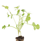 Cilantro Santo Plantlings Live Baby Plants 1-3in., 3-Pack