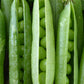 Pea, Cascadia Sugar Snap Organic Seeds Online Edition