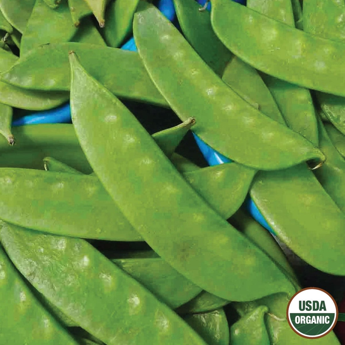 Pea, Mammoth Melting Sugar Pod Organic Seeds | Organic Peas – Ferry-Morse