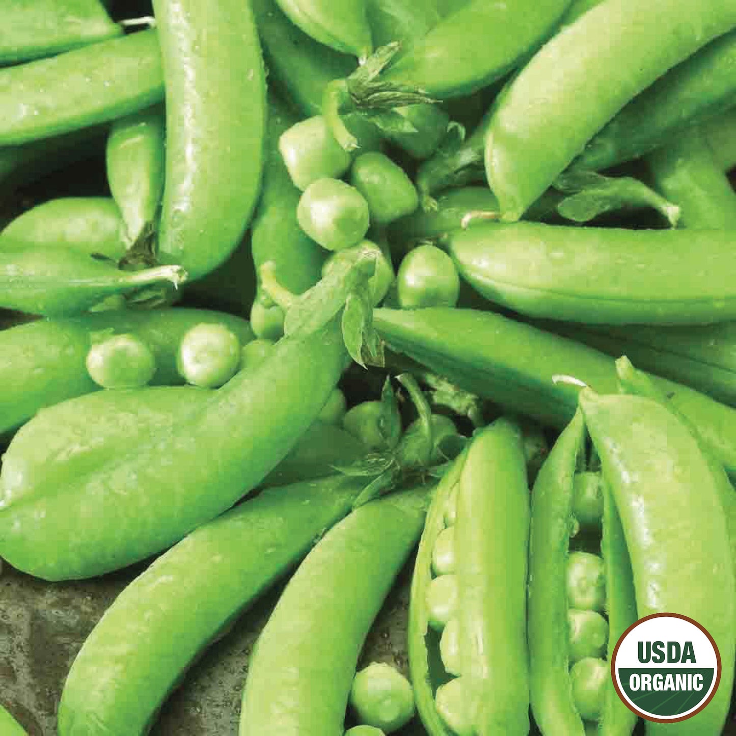 Pea, Sugar Snap Organic Seeds