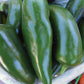 Tam Jalapeno Pepper  Seeds from Ferry-Morse, fully matured and harvested peppers. Closeup.