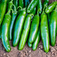 Pepper Jalapeno Super Nacho Plantlings Live Baby Plants 1-3in., 3-Pack