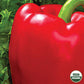 Pepper, Chinese Giant Organic Seeds Online Edition