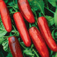 Pepper_Serrano_on plant