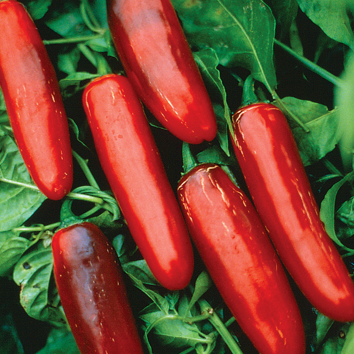 Pepper_Serrano_on plant