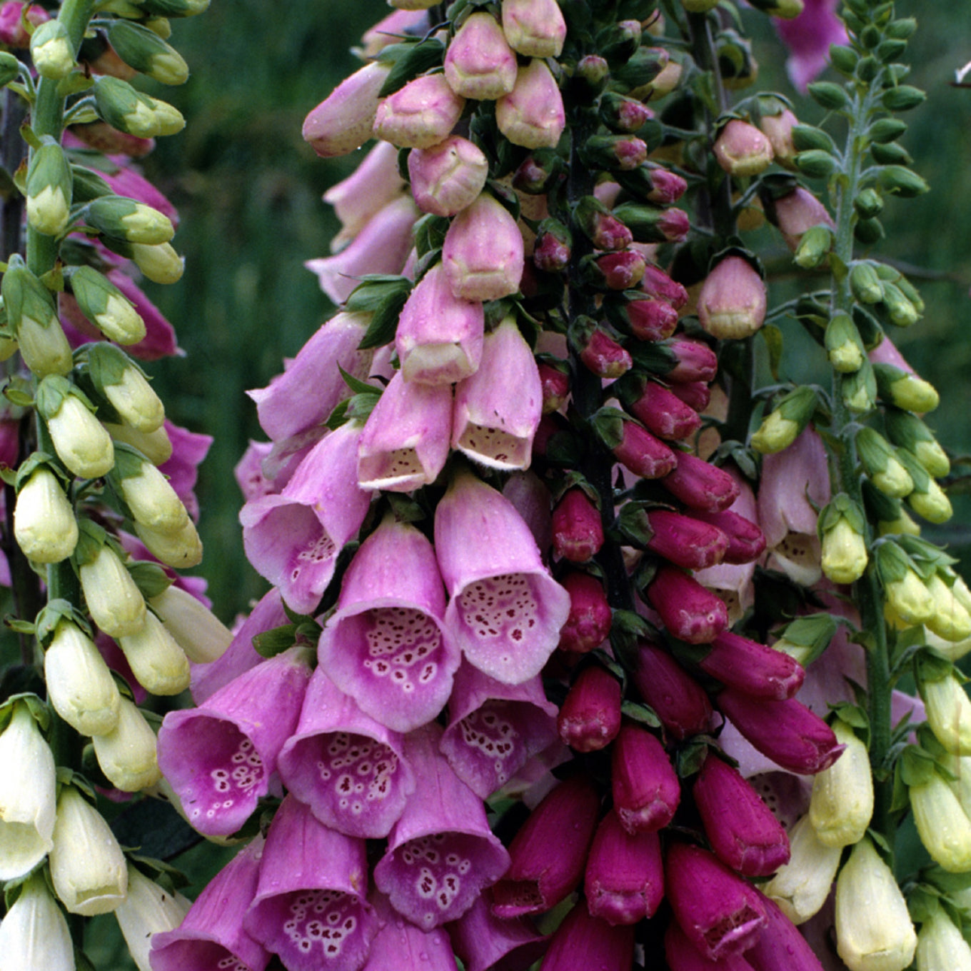 Foxglove, Mixed Colors Seeds