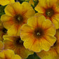 Petchoa SuperCal® Premium Caramel Yellow Plantlings Plus Live Baby Plants 4in. Pot, 2-Pack