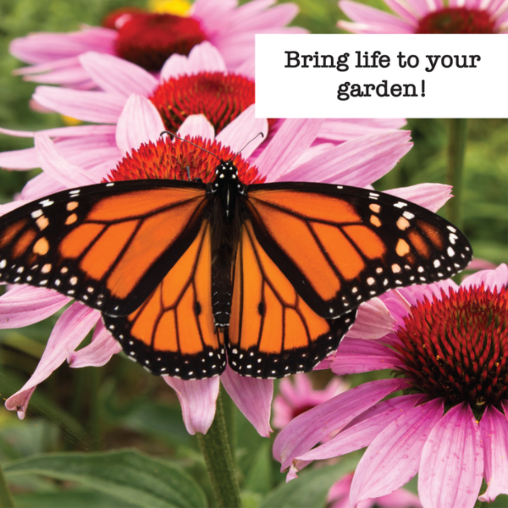 butterfly on flower