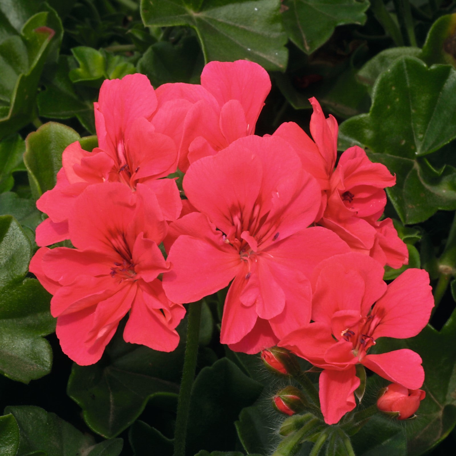 20 Plants That Give You Bang For Your Buck