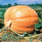 pumpkin big max
