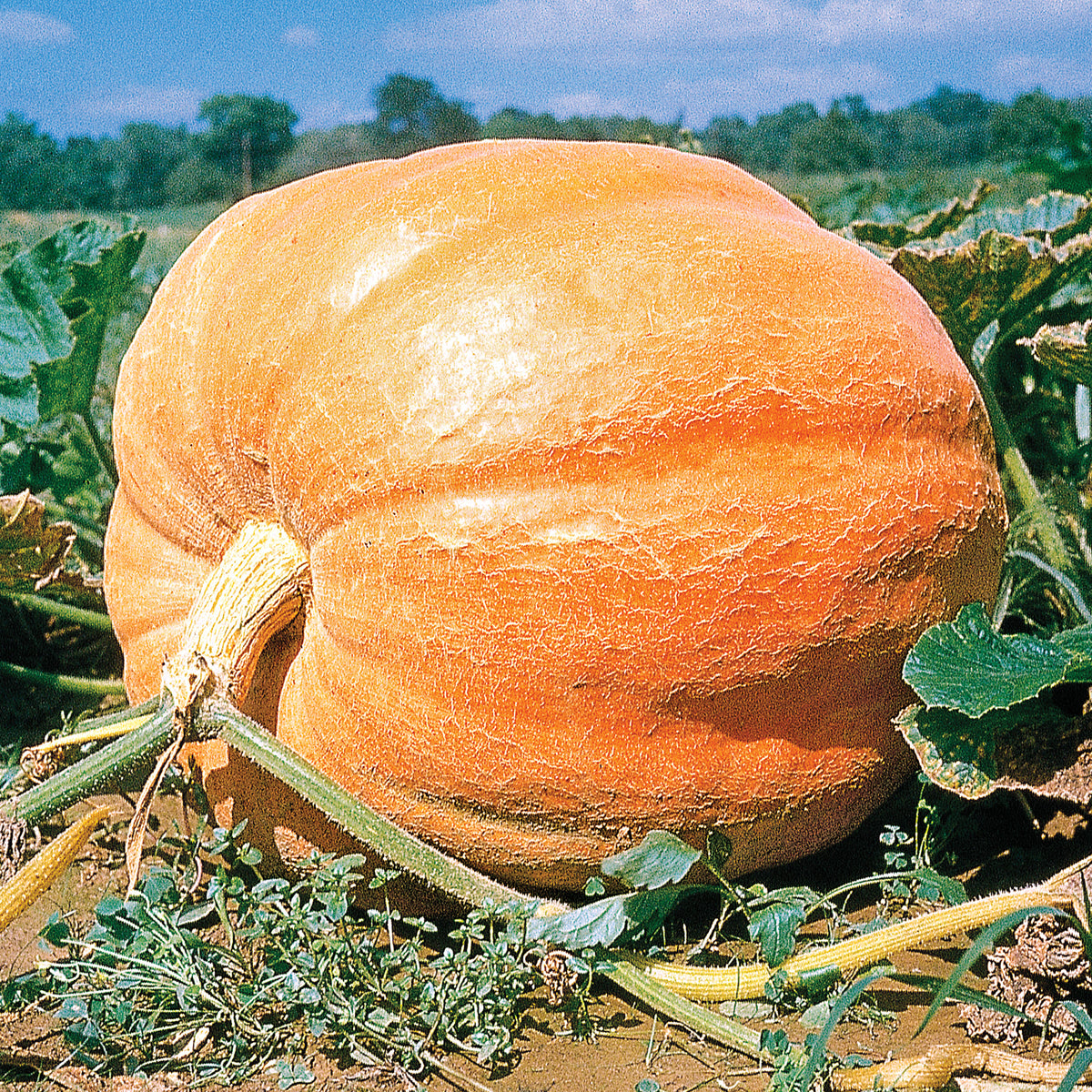 pumpkin big max